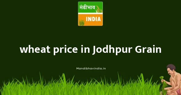 wheat price